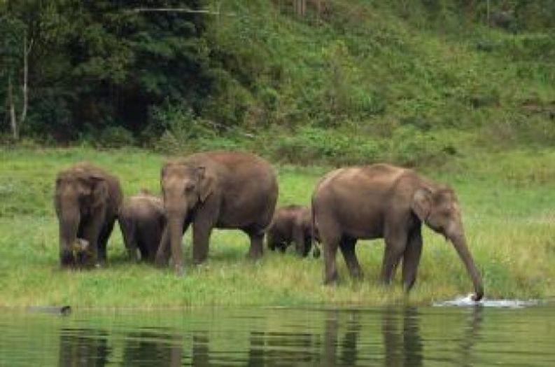 Eléphants à un point d'eau